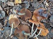 psilocybe_cyanescens_ga3.jpg