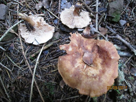 rhodocybe_gemina_ga1.jpg