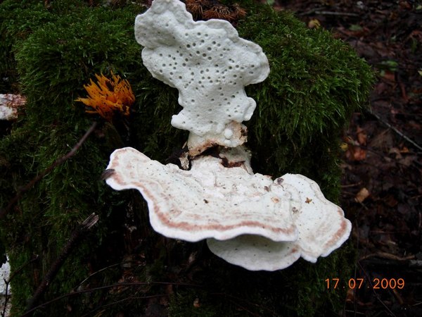 2_tyromyces_leucomallellus_mw.jpg