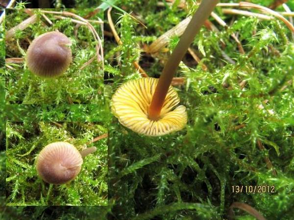mycena_aurantiomarginata_ga.jpg