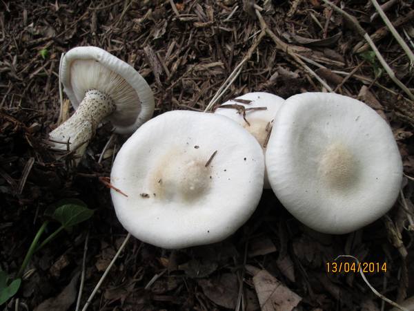 melanoleuca_verrucipes_ga1.jpg